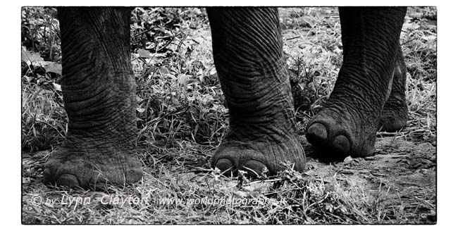 Elephant Feet